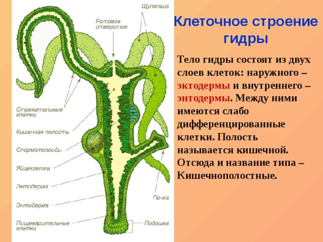 Кракен маркерлейс оф вход