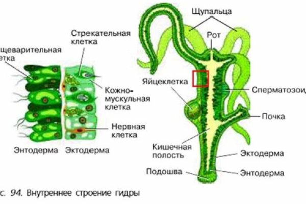 Кракен сайт работает