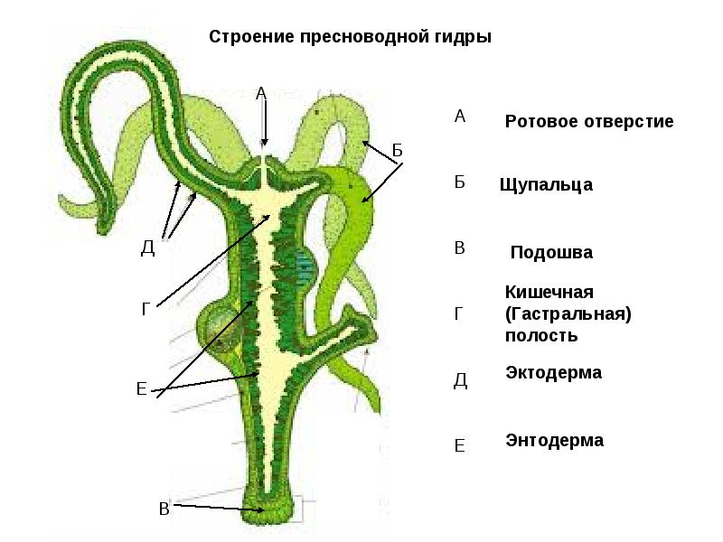 Kraken вывод денег